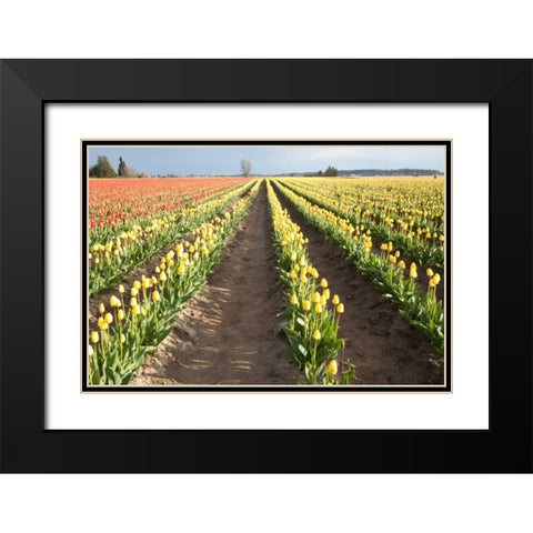 Tulips at Sunset III Black Modern Wood Framed Art Print with Double Matting by Styber, Dana