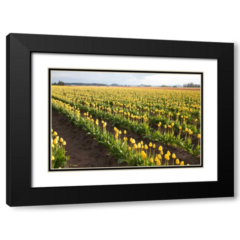 Tulips at Sunset IV Black Modern Wood Framed Art Print with Double Matting by Styber, Dana