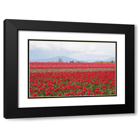 Red Tulip Mound II Black Modern Wood Framed Art Print with Double Matting by Styber, Dana