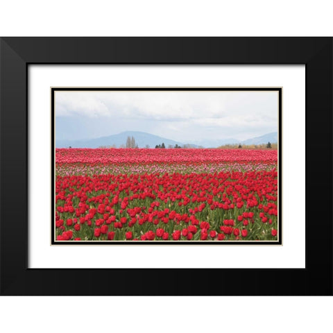 Red Tulip Mound II Black Modern Wood Framed Art Print with Double Matting by Styber, Dana
