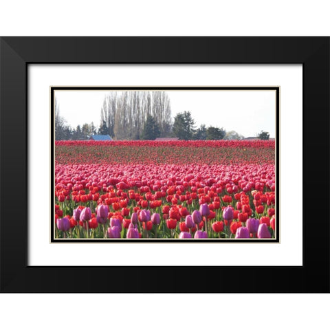 Hill of Pink Black Modern Wood Framed Art Print with Double Matting by Styber, Dana