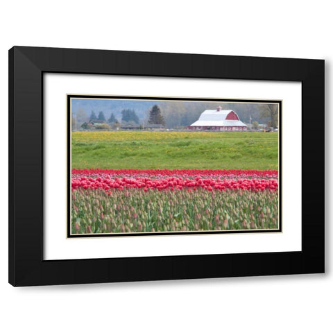 Red Tulip Barn Black Modern Wood Framed Art Print with Double Matting by Styber, Dana