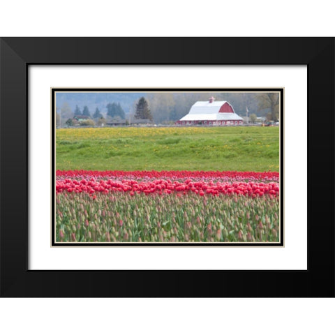 Red Tulip Barn Black Modern Wood Framed Art Print with Double Matting by Styber, Dana