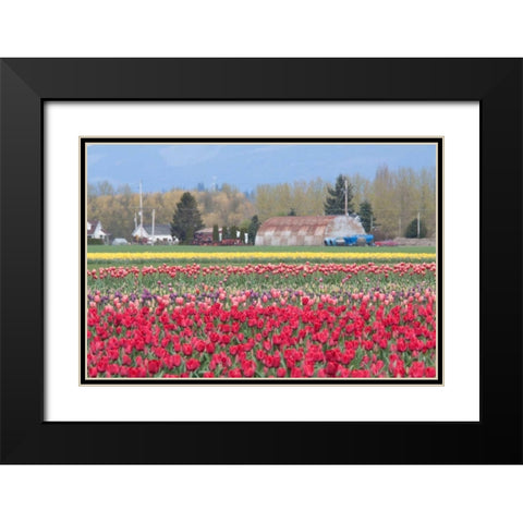 Red Tulip Farm Black Modern Wood Framed Art Print with Double Matting by Styber, Dana