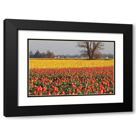 Yellow and Orange Tulips I Black Modern Wood Framed Art Print with Double Matting by Styber, Dana