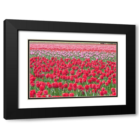 March of the Tulips I Black Modern Wood Framed Art Print with Double Matting by Styber, Dana