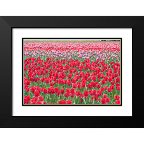 March of the Tulips I Black Modern Wood Framed Art Print with Double Matting by Styber, Dana