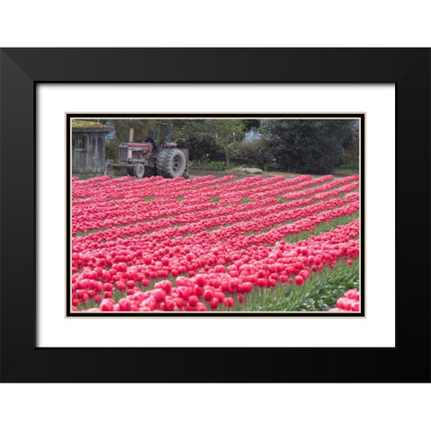 Vibrant Pink Tulips Black Modern Wood Framed Art Print with Double Matting by Styber, Dana