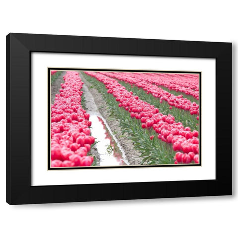 Rainy Tulip Field Black Modern Wood Framed Art Print with Double Matting by Styber, Dana