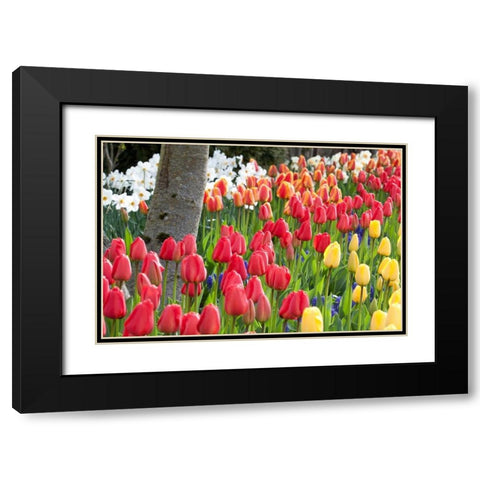 Tulip Bed I Black Modern Wood Framed Art Print with Double Matting by Styber, Dana