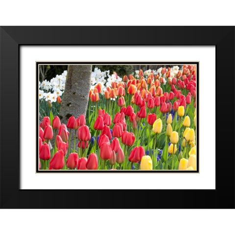 Tulip Bed I Black Modern Wood Framed Art Print with Double Matting by Styber, Dana