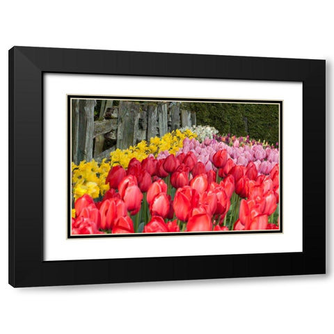 Tulip Bed II Black Modern Wood Framed Art Print with Double Matting by Styber, Dana