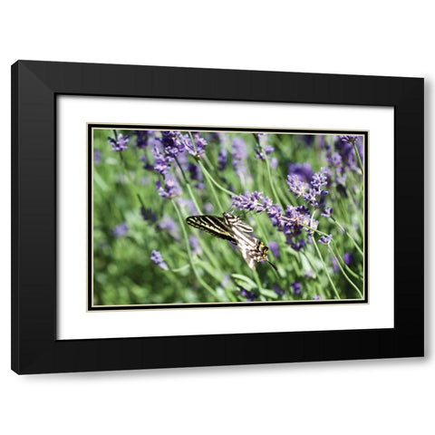 Lavender and Butterfly I Black Modern Wood Framed Art Print with Double Matting by Styber, Dana