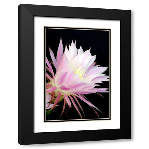 Echinopsis Flowers I Black Modern Wood Framed Art Print with Double Matting by Taylor, Douglas
