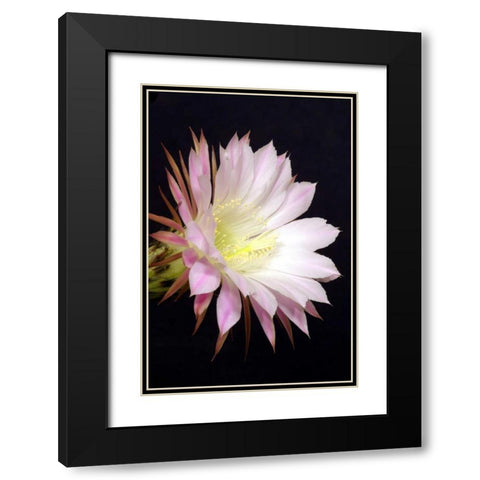 Echinopsis Flowers IV Black Modern Wood Framed Art Print with Double Matting by Taylor, Douglas