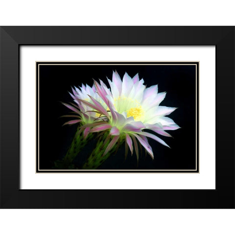 Blooms at Dawn Black Modern Wood Framed Art Print with Double Matting by Taylor, Douglas