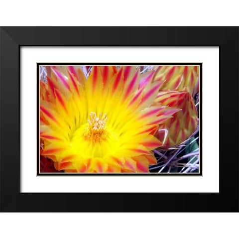 Cactus Flower I Black Modern Wood Framed Art Print with Double Matting by Taylor, Douglas