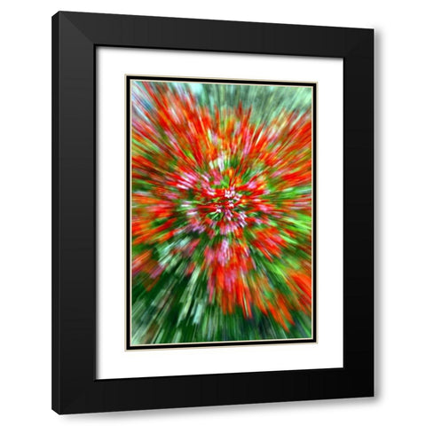 Firecracker Bush Black Modern Wood Framed Art Print with Double Matting by Taylor, Douglas