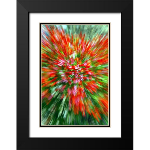 Firecracker Bush Black Modern Wood Framed Art Print with Double Matting by Taylor, Douglas