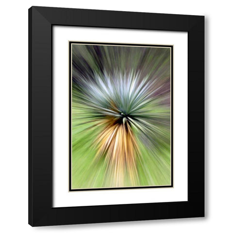 Mountain Yucca Black Modern Wood Framed Art Print with Double Matting by Taylor, Douglas