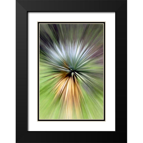 Mountain Yucca Black Modern Wood Framed Art Print with Double Matting by Taylor, Douglas