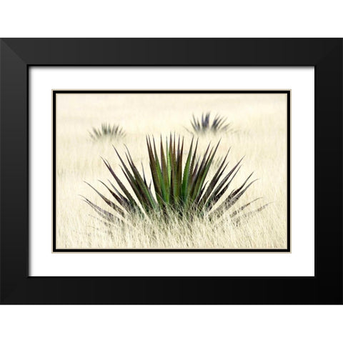 Agave I Black Modern Wood Framed Art Print with Double Matting by Taylor, Douglas