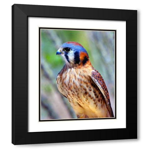 American Kestrel Black Modern Wood Framed Art Print with Double Matting by Taylor, Douglas