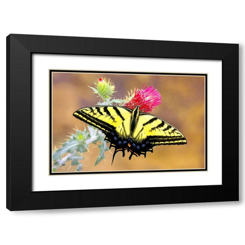 Swallowtail Black Modern Wood Framed Art Print with Double Matting by Taylor, Douglas