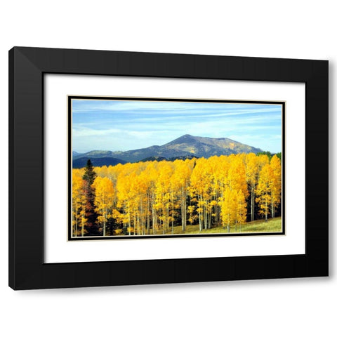 Aspens of Autumn I Black Modern Wood Framed Art Print with Double Matting by Taylor, Douglas