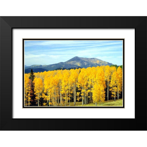 Aspens of Autumn I Black Modern Wood Framed Art Print with Double Matting by Taylor, Douglas