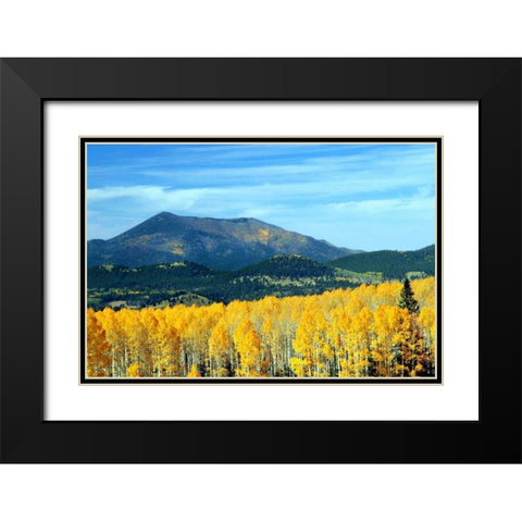Aspens of Autumn II Black Modern Wood Framed Art Print with Double Matting by Taylor, Douglas