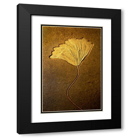 Crinoids II Black Modern Wood Framed Art Print with Double Matting by Taylor, Douglas