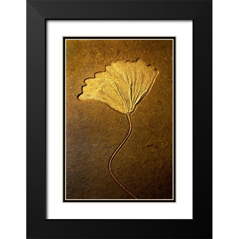 Crinoids II Black Modern Wood Framed Art Print with Double Matting by Taylor, Douglas