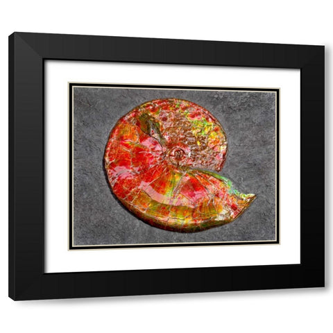 Ammonite in Matrix Black Modern Wood Framed Art Print with Double Matting by Taylor, Douglas