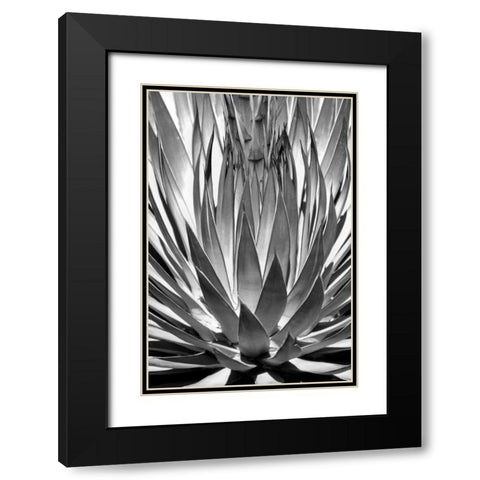Agave Finale BW Black Modern Wood Framed Art Print with Double Matting by Taylor, Douglas