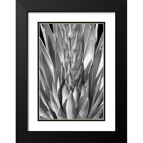Flowering Agave BW Black Modern Wood Framed Art Print with Double Matting by Taylor, Douglas