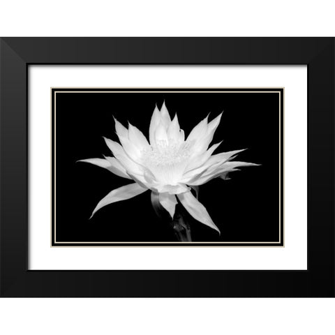Cereus BW Black Modern Wood Framed Art Print with Double Matting by Taylor, Douglas