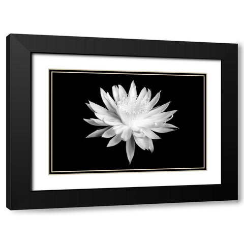 Queen of the Night BW I Black Modern Wood Framed Art Print with Double Matting by Taylor, Douglas