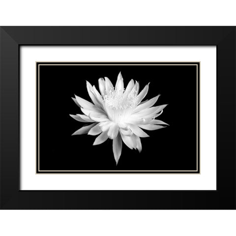 Queen of the Night BW I Black Modern Wood Framed Art Print with Double Matting by Taylor, Douglas