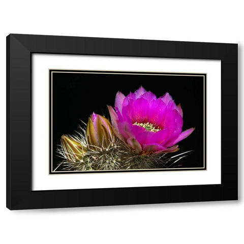 Hedgehog Flowers I Black Modern Wood Framed Art Print with Double Matting by Taylor, Douglas