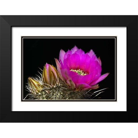 Hedgehog Flowers I Black Modern Wood Framed Art Print with Double Matting by Taylor, Douglas