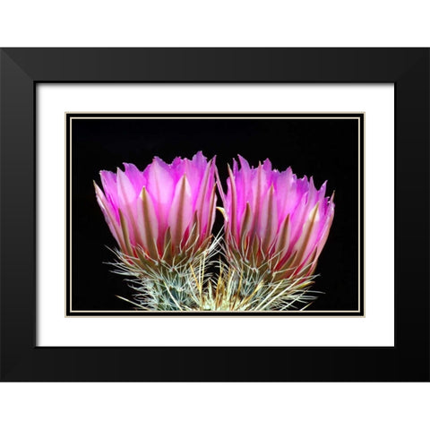 Hedgehog Flowers II Black Modern Wood Framed Art Print with Double Matting by Taylor, Douglas