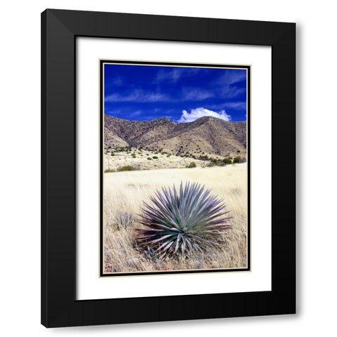 Desert Grasslands II Black Modern Wood Framed Art Print with Double Matting by Taylor, Douglas