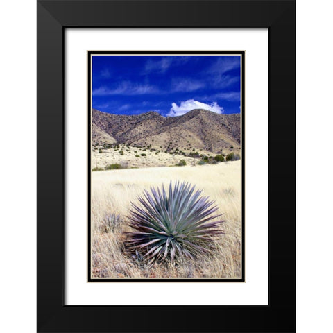 Desert Grasslands II Black Modern Wood Framed Art Print with Double Matting by Taylor, Douglas