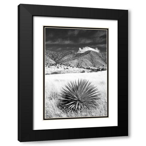 Desert Grasslands II BW Black Modern Wood Framed Art Print with Double Matting by Taylor, Douglas
