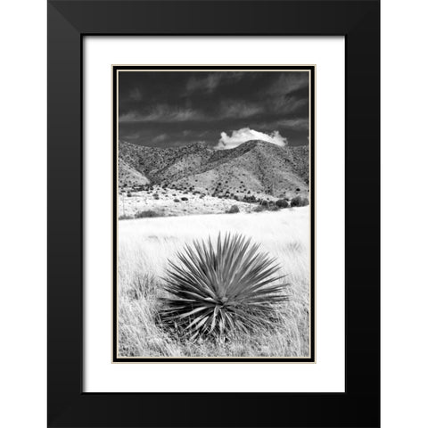 Desert Grasslands II BW Black Modern Wood Framed Art Print with Double Matting by Taylor, Douglas