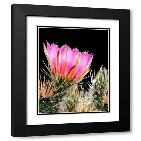 Armed and Beautiful Black Modern Wood Framed Art Print with Double Matting by Taylor, Douglas