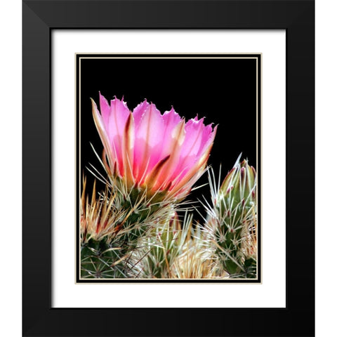 Armed and Beautiful Black Modern Wood Framed Art Print with Double Matting by Taylor, Douglas