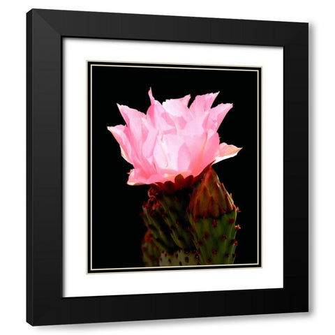 Beaver Tail Cactus Flower Black Modern Wood Framed Art Print with Double Matting by Taylor, Douglas
