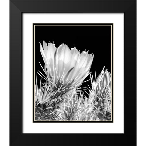 Armed and Beautiful BW Black Modern Wood Framed Art Print with Double Matting by Taylor, Douglas